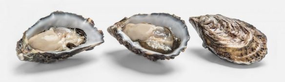cropped-oysters.jpg